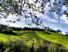 英(yīng)雄联盟四川总决赛全球顶尖战队对决