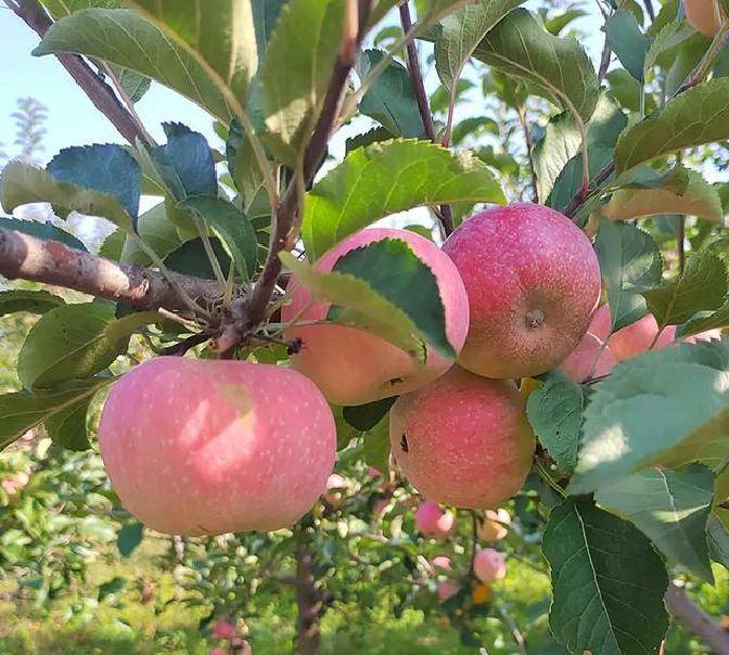 18岁新星数据亮眼！女排自由人竞争激烈(liè)，谁能入选新一届名单？